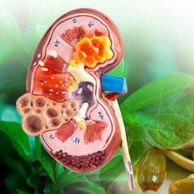 natural kidney treatment