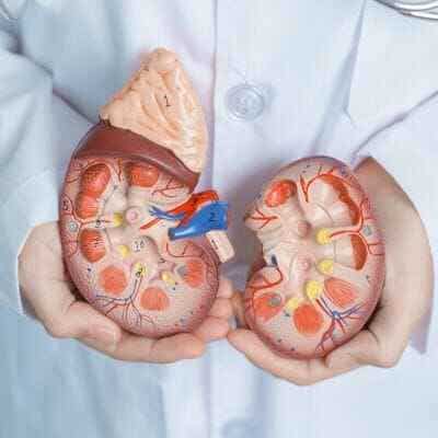 ayurvedic kidney treatment